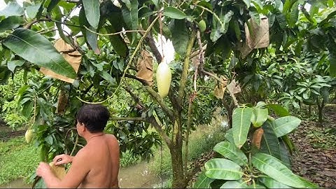 Giá xoài đài loan, cát hòa lộc, cát chu ngày 12 tháng 9, 2024