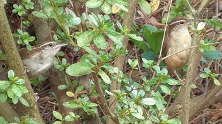 夏のミソサザイ　Carolina Wren in Summer