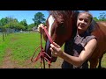 Quick Tip #1: Fitting a Rope Halter