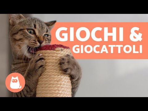 Video: Come Giocare Con I Gatti