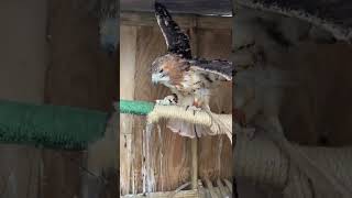 Impatient Hawk Wants Her Chow!