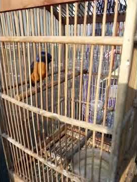 Nilvata sumatra burung langka