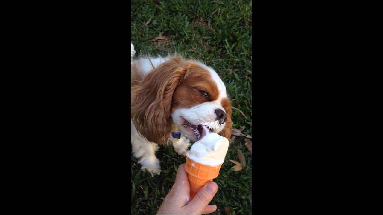 Resultado de imagen para cavalier king charles spaniel eating