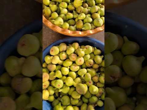 يبدأ التين الزوري بالنضج أواخر شهر أيار ويسمى تين الهوا ثم ينضج من جديد في شهر تموز ويسمى تين الرطب