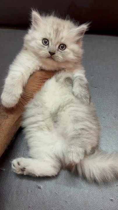 Persian kittens available 🐾 interested 7010336196 #cats #kitten #catshorts #catlovers #love #cute