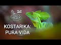 Kostarika: Pura Vida (dokumentární film studia Living Zoology)