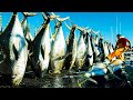 Amazing Bluefin Tuna Net Fishing - Big Tuna Farm Harvesting - BLUEFIN TUNA Cutting in Factory