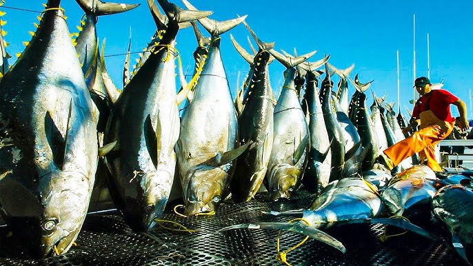 Catching tuna Maldivian style - Greenpeace 