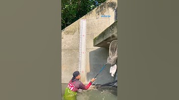 Cá Lớn - Rô Phi Khủng mắc kẹt trên tường 🤣 #khacthuyvlogg