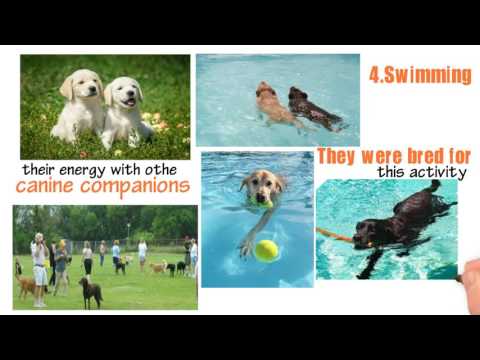 वीडियो: अपने कुत्ते के साथ फिट होने के 6 मजेदार तरीके