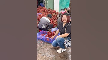 Mùa vàng Lục Ngạn – Vẻ đẹp rực rỡ mùa thu hoạch vải thiều #vaithieulucngan #muavailucngan