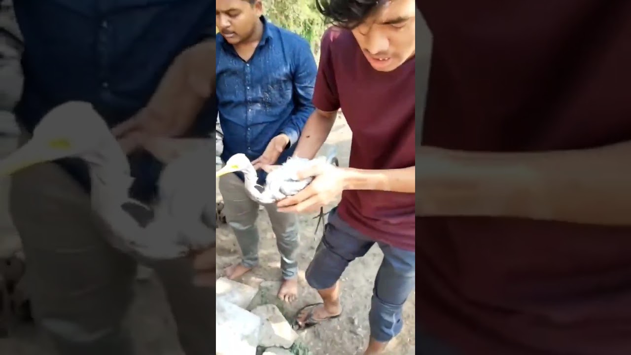 Saving Bird Life 🤗