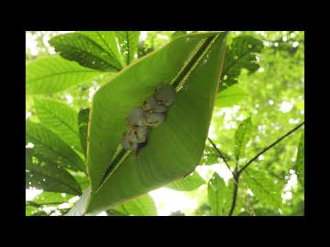 Honduran White Bats