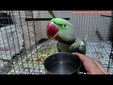 Video: How To Give Water To A Parrot