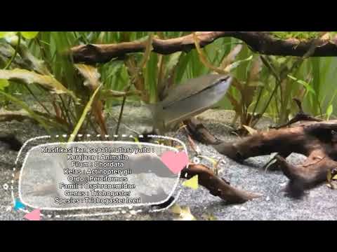 Ikan Sepat Mjutiara by Ilham Rama Dani