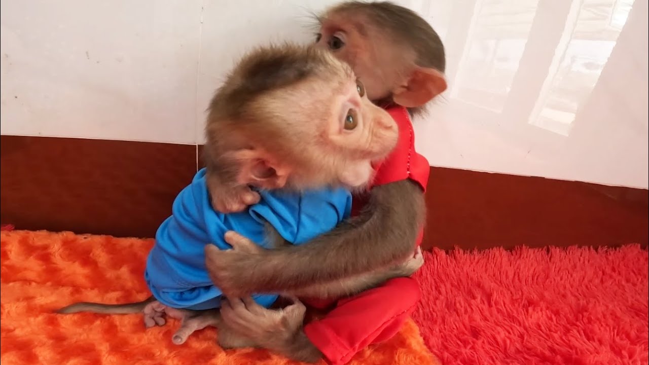 baby-monkey-drinks-milk-to-sleep-youtube