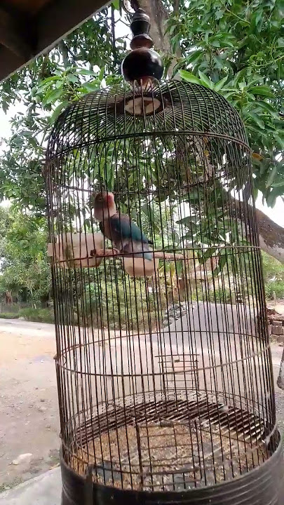 masteran burung paling kondang