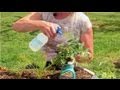 Vegetable Gardening : Home Remedy for Flies on Vegetable Plants