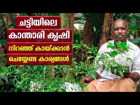 ചട്ടിയിലെ കാന്താരി മുളക്‌ കൃഷി | Cultivation of Kanthari chilli Malayalam | kanthari mulark krishi