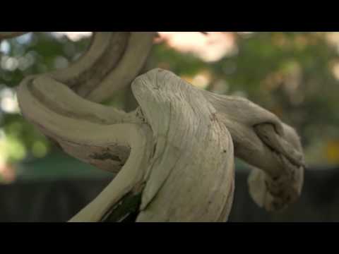 ficus bonsai tree soil Ficus ginseng Stump – Fantastic Gardens main image 1