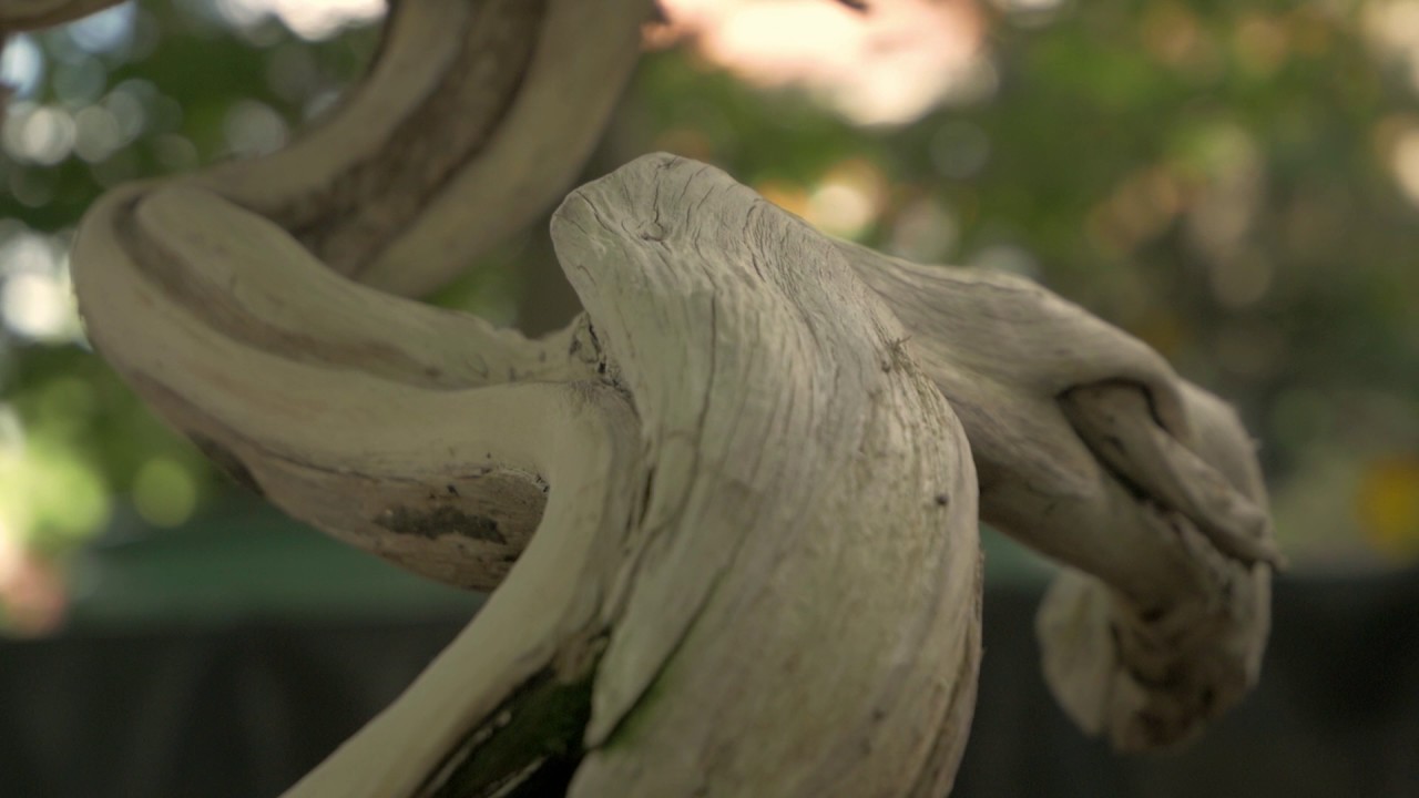 Bonsai Fuchs v011