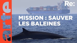 Protéger les baleines en Méditerranée  | ARTE Regards