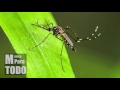 Música para espantar mosquitos (solo funciona con los mosquitos machos)