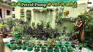 फ्री में Petrol Pump से Plant/प्लांट ले आती हूँ फ्री में लगाएं इन परमानेंट पौधों को अपने गार्डन में