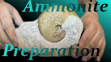 Ammonite limestone jurassic fossil preparation from Erkertshofen