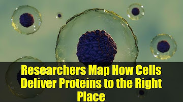 Researchers Map How Cells Deliver Proteins to the Right Place