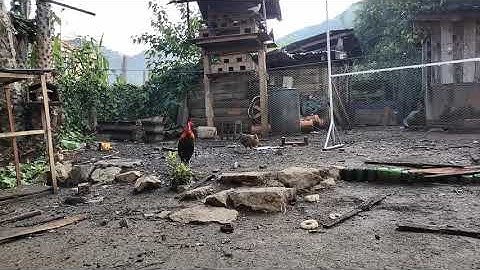 qaib dib qua zoo thiab cuab tuaj zoo