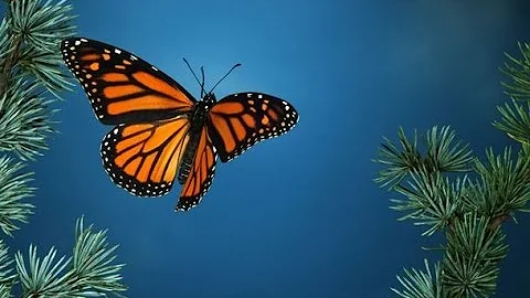 Qual è la farfalla più bella del mondo?