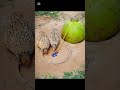How catch the birds in the forest for free time 2024 2025#for #birds #wildlife #foryou #shorts