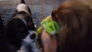 Famous Ruby and Tricolor Cavalier King Charles Spaniel dogs play time with the monster Net Worth