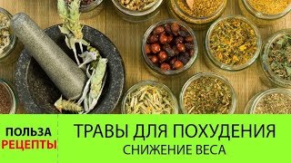 Травы для похудения. Сбор трав для похудения. Галина Гроссманн Травы для похудения. Сбор трав для похудения. Галина Гроссманн