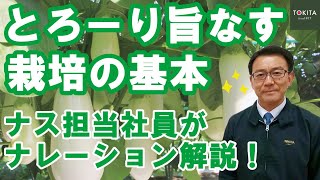 【ナス栽培・定植から収穫まで】ナス栽培の基本＆純白で加熱調理でとろける肉質の「とろーり旨なす」栽培注意点！【トキタ種苗社員解説】