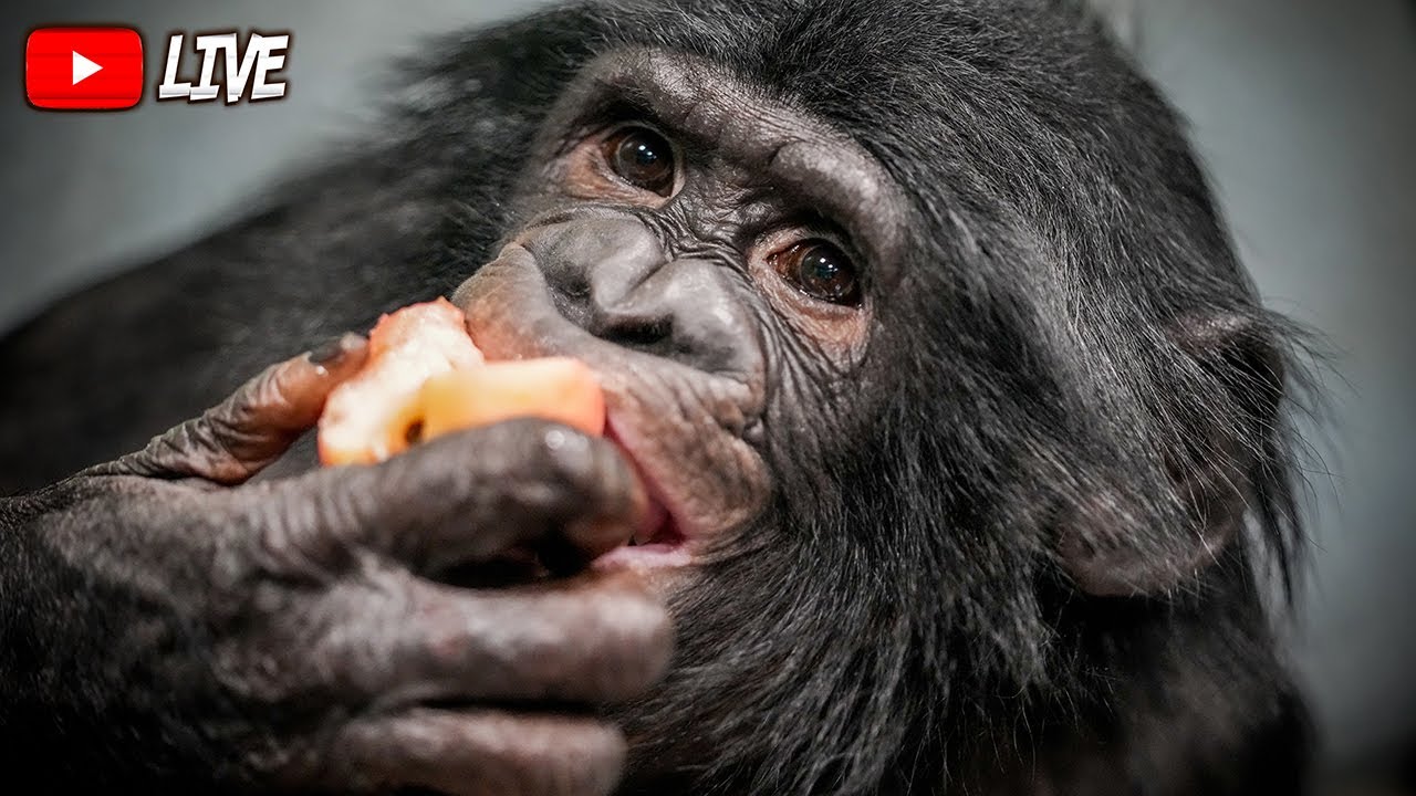 ⁣Последний прямой эфир на YouTube? | Дан Запашный и Шимпанзе Боня | Вопрос - Ответ (часть 2)