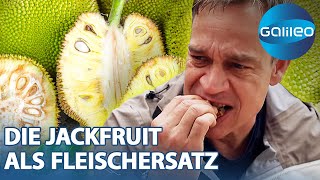 Groß. stachelig & fleischig? Harro hilft bei der Jackfruit-Ernte