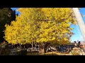筒賀の大銀杏　2019/11/15の様子