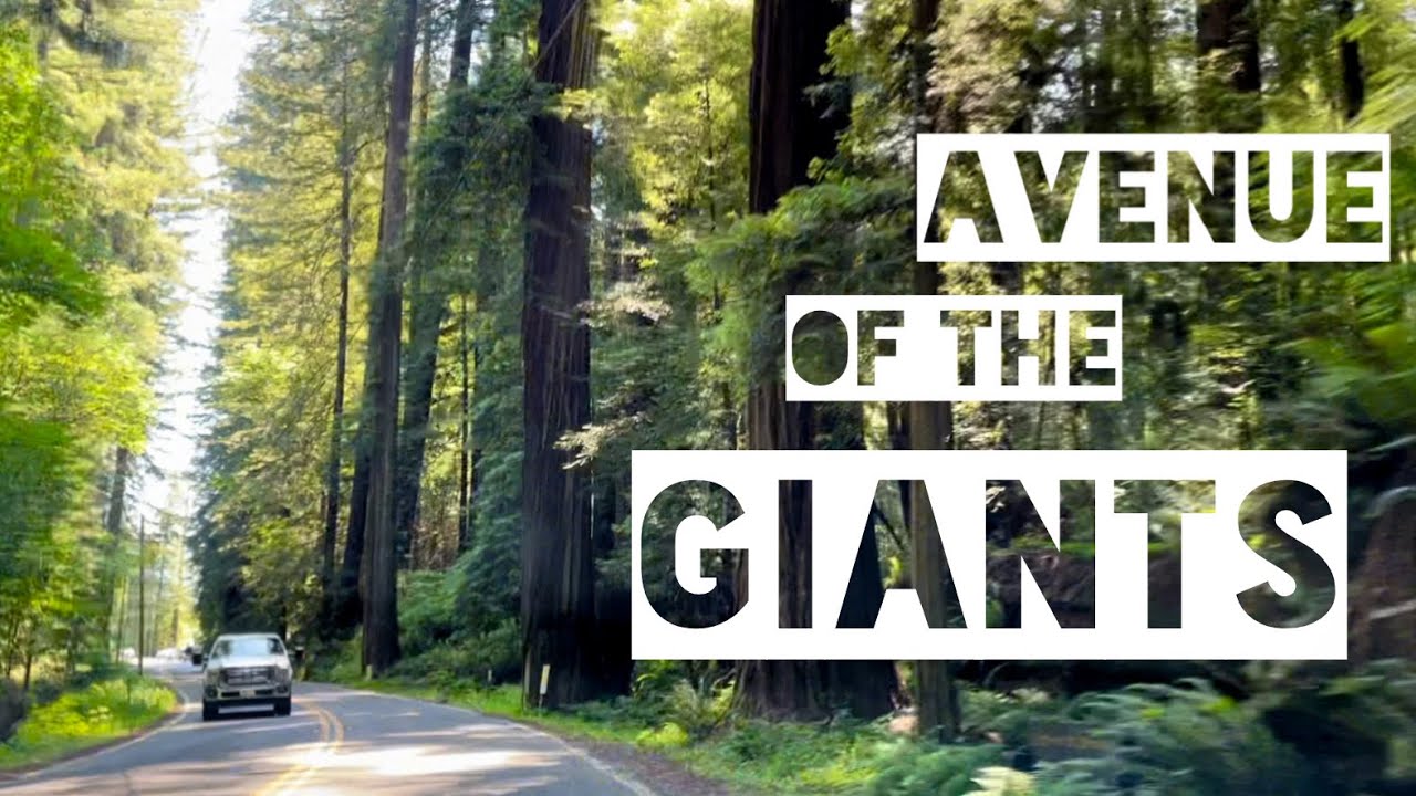 Avenue of the GIANTS Redwoods Auto Tour Humboldt