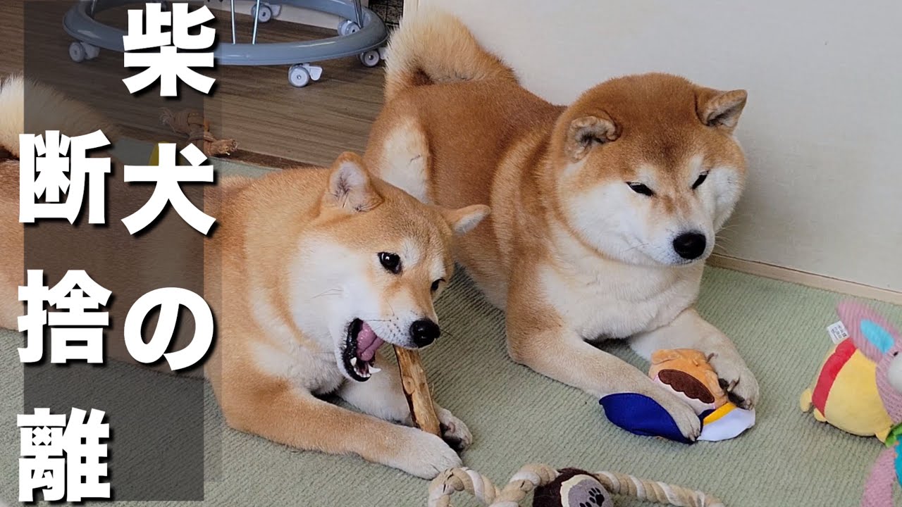 恒例イベント！張り切って断捨離する柴犬とSDGsな豆柴と赤ちゃん - YouTube