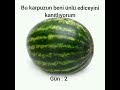 bu karpuzun beni ünlü ediceyini kanıtlıyorum #keşfet #karpuz  #fyp  #keşfetbeniöneçıkar