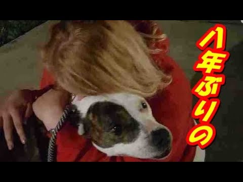 Download 驚愕 行方不明になったハスキー犬を警官が保護 驚きの方法で Daily Movies Hub