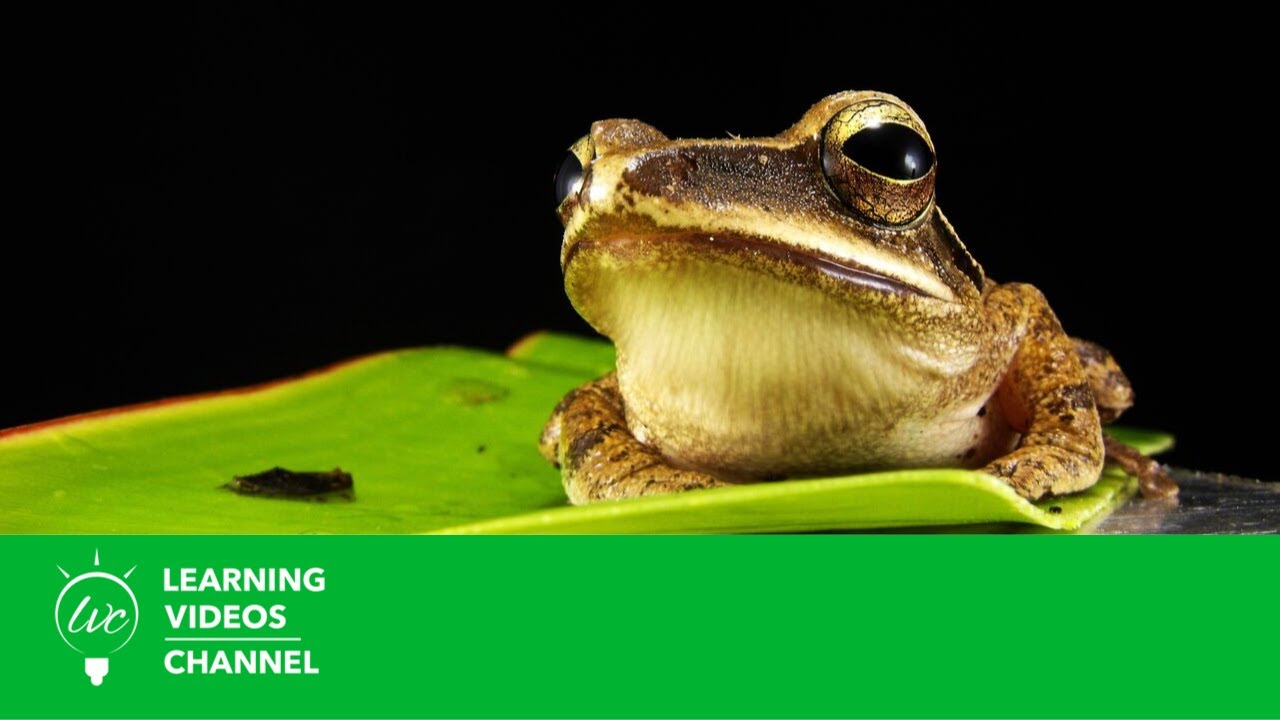 ¿Qué son los reptiles?