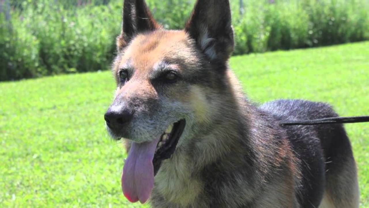Valley Animal Rescue