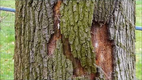 A Treecreeper Building Its Nest 7.4.18