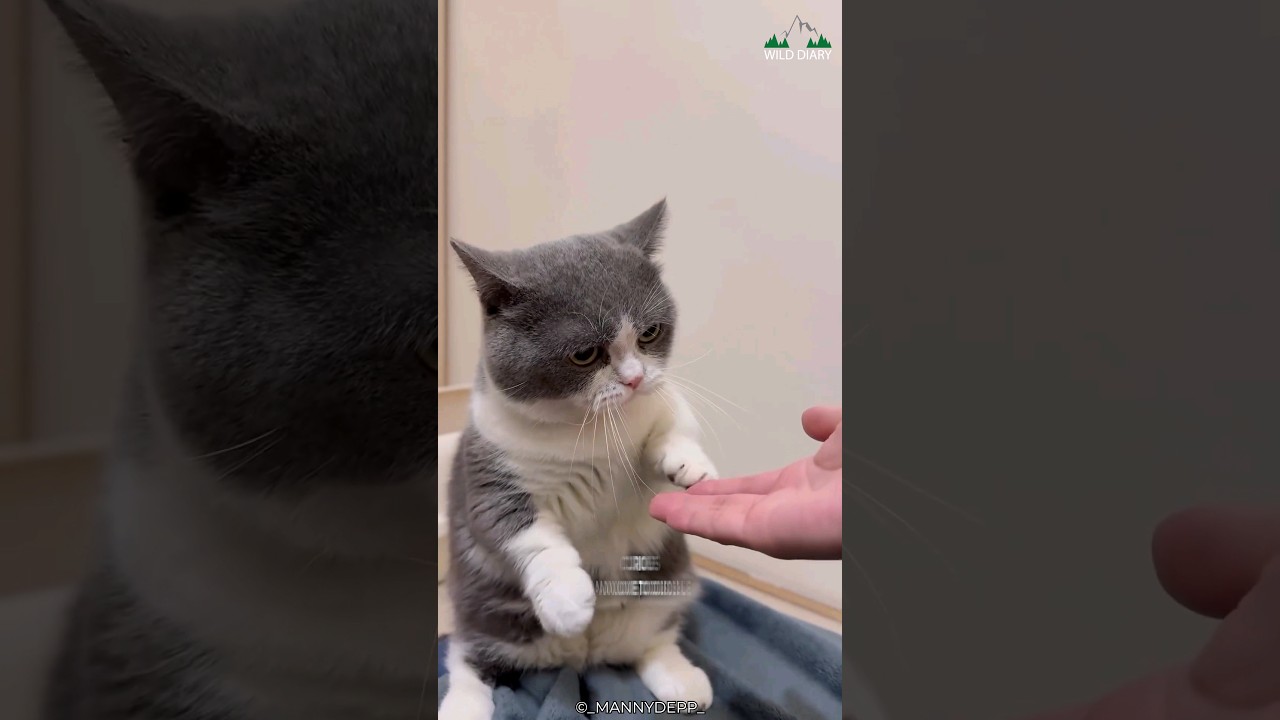 Munchkin Cats | A Short Leg Cat