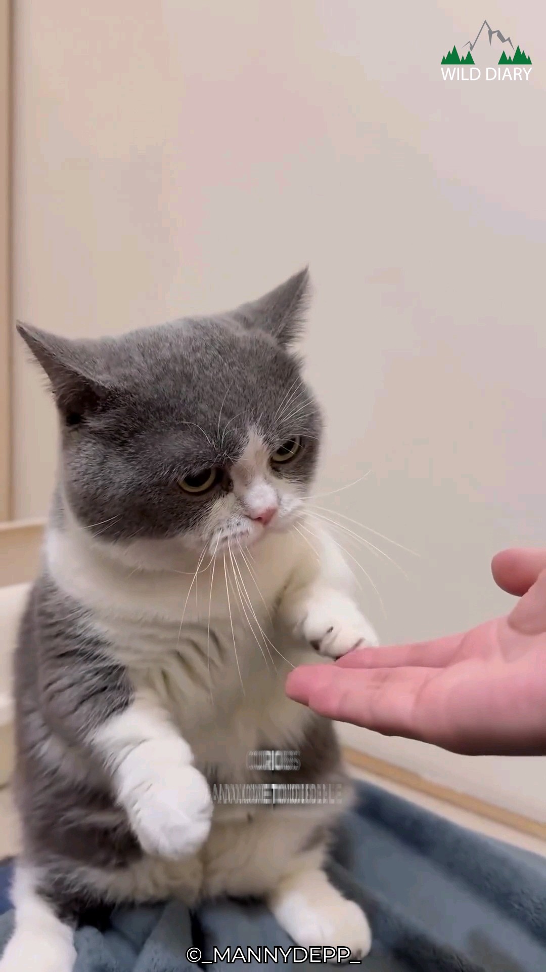 Shop cat with small legs Deals