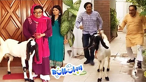 Bulbulay House Mein Qurbani Hogi Ya Nahi - Momo #bulbulay