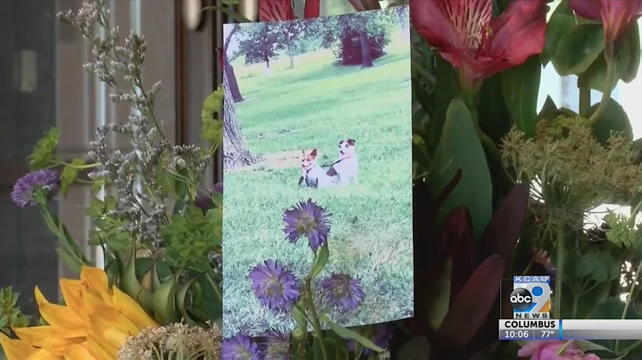 Man shoots next door neighbor's dogs
